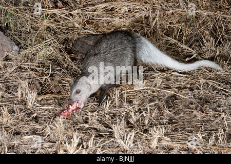 Whitetailed Mongoose (Ichneumia albicauda) in Tsavo East National Park