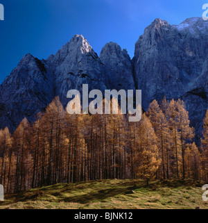 Kranjska Gora mountains and pine trees SLOVENIA near Lake Bled in autumn colour Eastern Europe Slovenia Stock Photo
