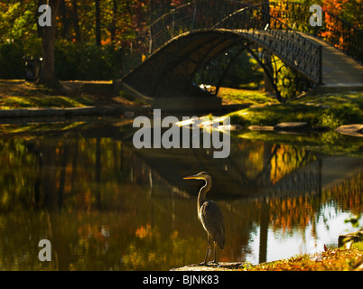 Heron looking for lunch in Elm Park, Worcester Massachusetts. Stock Photo