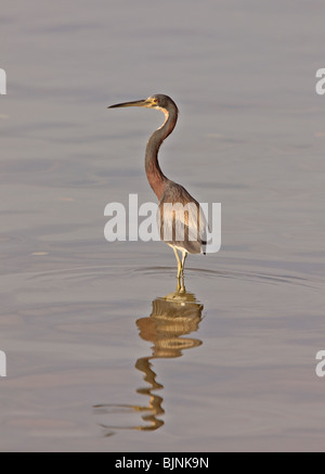 Tri Colored Heron in Florida waters Stock Photo