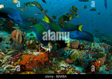 Tropical Fish on Coral Reef, Current City, Komodo National Park, Indonesia Stock Photo