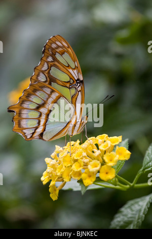 Malachite butterfly  (Siproeta stelenes) on lantana Stock Photo