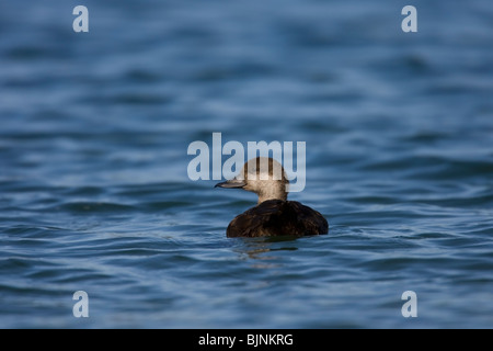 Black Scoter (Melanitta nigra americana), American subspecies, female swimming. Stock Photo