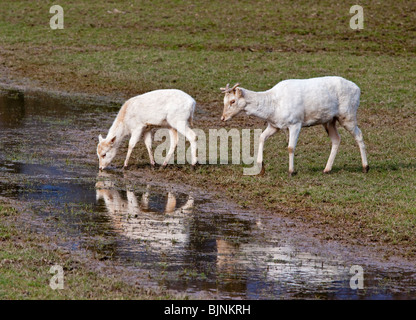 White Fallow Deer (dama dama) drinking from stream, UK Stock Photo