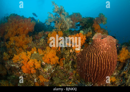 Giant Barrel Sponge on tropical coral reef, Passage at Gili Lawb Laut, Komodo National Park, Indonesia Stock Photo