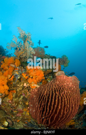 Giant Barrel Sponge on tropical coral reef, Passage at Gili Lawb Laut, Komodo National Park, Indonesia Stock Photo