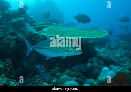 Bluefin trevally, Caranx melampygus, Komodo Island, Komodo National Park, East Nusa Tenggara, Indonesia Stock Photo