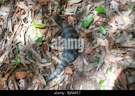 Eastern Water Dragon semi-aquatic lizard, Flat Rock Creek, Cammeray, Sydney Stock Photo