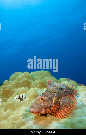 Reef Stonefish, Synanceia verrucosa, on coral Reef, Komodo National Park, Indonesia Stock Photo