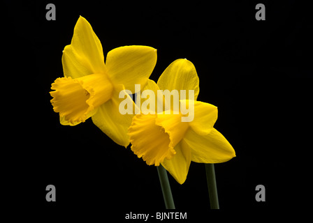 Two daffodils on a black background looking towards the left Stock Photo