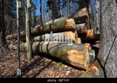 A stack of logs in a managed forest, sustainable logging in Switzerland. Charles Lupica Stock Photo