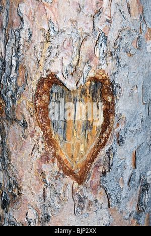 Heart carved in a tree trunk Stock Photo