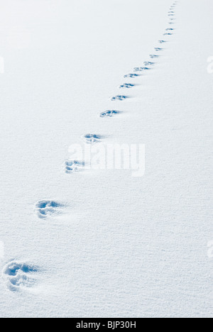 Animal tracks in snow Stock Photo