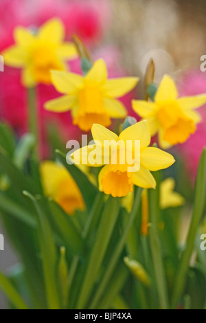Daffodils (Narcissus pseudonarcissus hybr.) Stock Photo