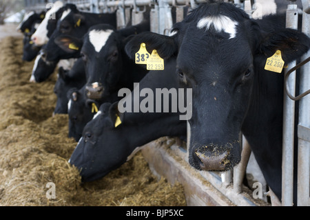 Holstein Friesian dairy cows with identification collars in a pen ...