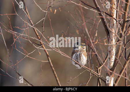 Adult Eurasian Pygmy Owl (Glaucidium passerinum) Stock Photo