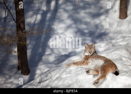 European ( Eurasian ) lynx ( Lynx Lynx ) resting on snow at Winter , Finland Stock Photo