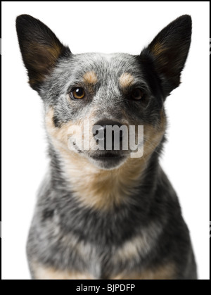 German shepherd face Stock Photo