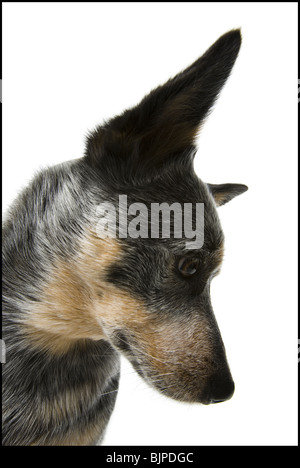 German shepherd face Stock Photo