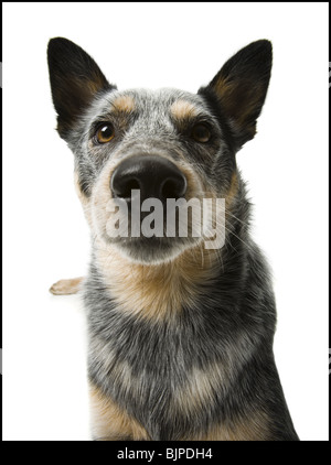 German shepherd face Stock Photo