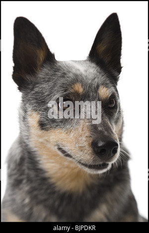 German shepherd face Stock Photo