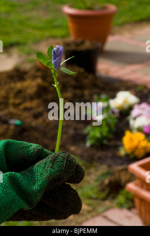 part of a hand with green glove holds in foreground a new flower on background blurred colorfull pansies, container patio Stock Photo