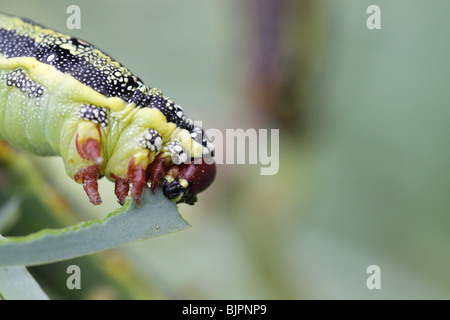 The larva of Barbary Spurge Hawk-moth (Hyles tithymali), on La Gomera, Canary Islands Stock Photo