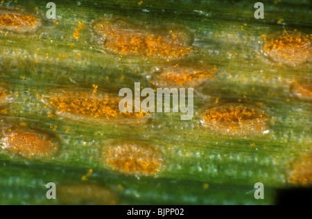 Erupting pustules of yellow or stripe rust (Puccinia striiformis var striiformis) in lines on wheat leaf surface Stock Photo