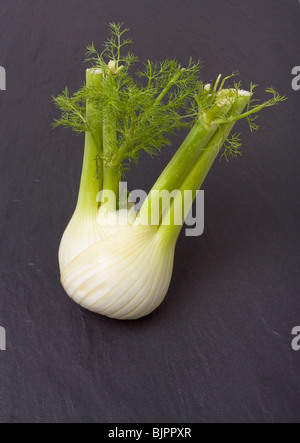 Single Fennel bulb on background of dark slate. Stock Photo