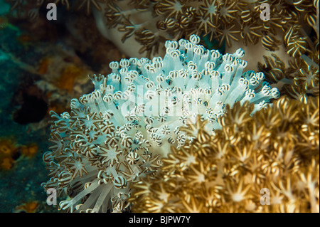 soft Coral polyps Goniopora tentacles polyps feed feeding REEF Malapascua life on reef sea under water underwater dive diver div Stock Photo