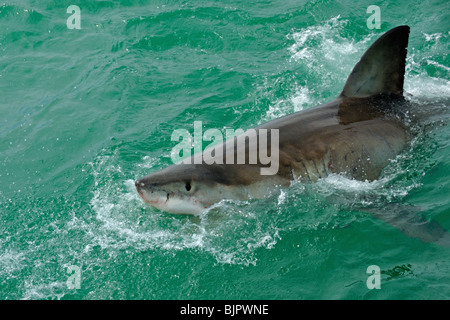 Great white shark - carcharodon carcharias - breaking the surface to bite bait, Gansbaii, Dyer Island, South Africa. Stock Photo