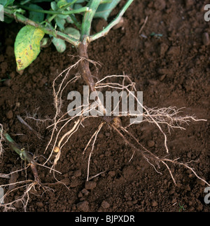 Stem canker (Rhizoctonia solani) lesions on the roots and lower stem of ...