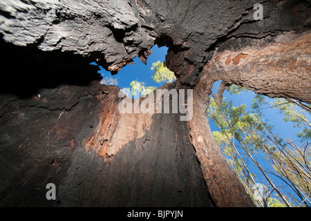 A Red Gum tree in the Barmah forest, Echuca, Australia. Stock Photo