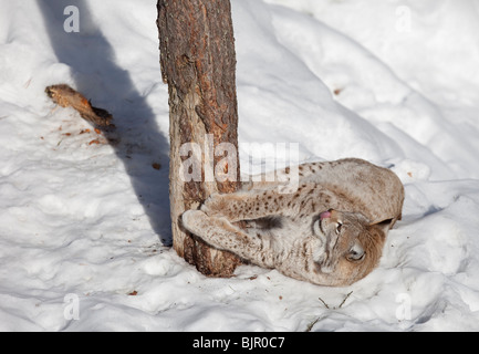 European ( Eurasian ) lynx ( Lynx Lynx )  sharpening claws on tree at Winter , Finland Stock Photo