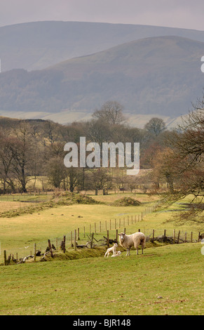 Ewe with two lambs in the Hodder valley in early spring Stock Photo