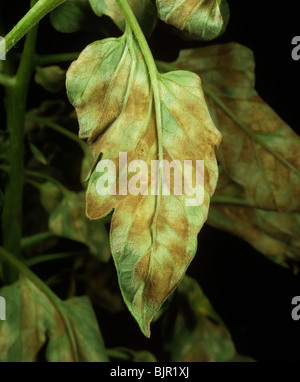 Tomato leaf mould (Fulvia fulva) infection on tomato leaf underside Stock Photo