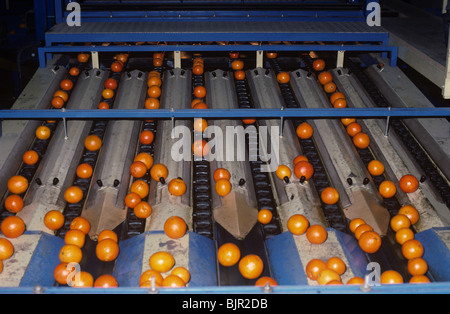 Oranges being washed sorted and graded after harvest in a packing house near Valencia, Spain Stock Photo