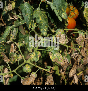 Powdery mildew (Leveillula taurica) infected tomato crop in polytunnel, Portugal Stock Photo