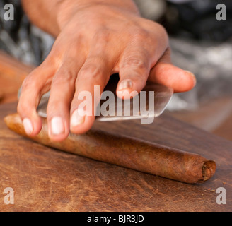 Mexico, Playa Del Carmen, Man rolling hand made premium cigar on Fifth Avenue at cigar store. Stock Photo