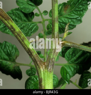 Tomato late blight (Phytophthora infestans) necrosis on outdoor grown stems of a tomato Stock Photo