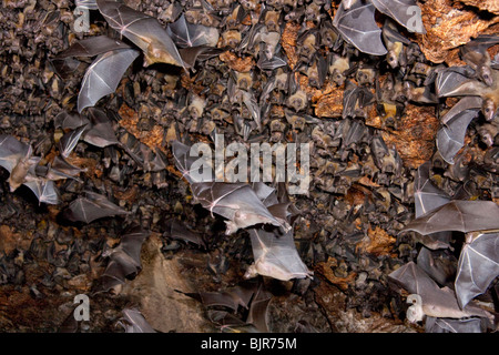 A colony of the Egyptian fruit bats (Rousettus aegyptiacus) in cave, coastal Kenya. Stock Photo