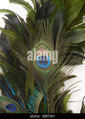 Close-up Feather Blue Green Pattern Peacock Bird