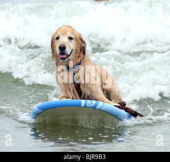 DOGS SURFING 4TH ANNUAL LOWES CORONADO BAY RESORT SURFDOG COMPETITION SAN DIEGO CA USA 20 June 2009 Stock Photo