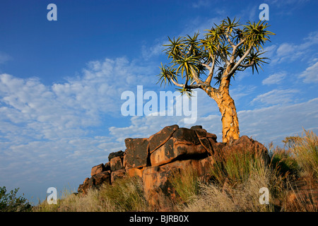 Desert landscape with granite rocks and a quiver tree (Aloe dichotoma), Namibia, southern Africa Stock Photo