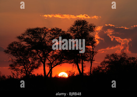 Sunset with silhouetted African savanna trees, Kruger National park, South Africa Stock Photo