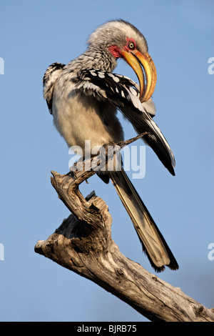 Yellow-billed hornbill (Tockus flavirostris) preening, southern Africa Stock Photo