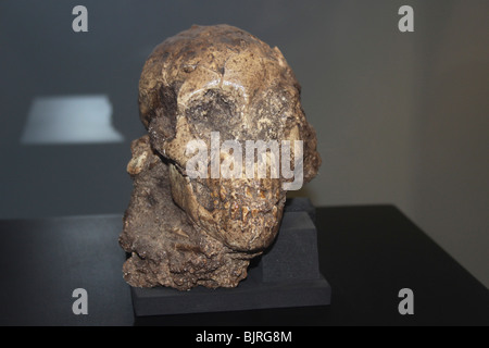 Ethiopia, Addis Ababa, the National Museum, skull of Selam, the first child Australopithecus afarensis (3.3 million years) Stock Photo