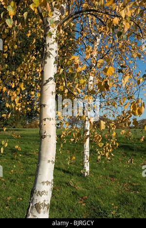 Silver birch Stock Photo