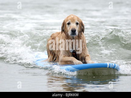 DOGS SURFING 4TH ANNUAL LOWES CORONADO BAY RESORT SURFDOG COMPETITION SAN DIEGO CA USA 20 June 2009 Stock Photo