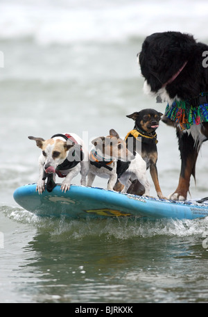 DOGS SURFING 4TH ANNUAL LOWES CORONADO BAY RESORT SURFDOG COMPETITION SAN DIEGO CA USA 20 June 2009 Stock Photo